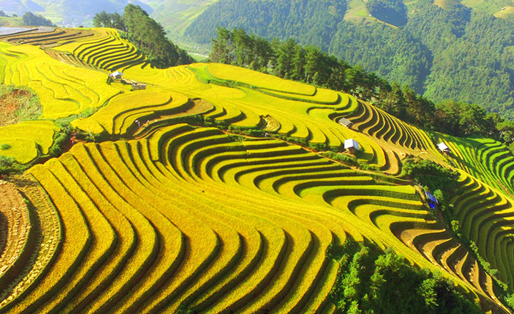 mu-cang-chai-highlights-and-travel-guide-121212